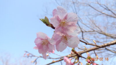 畑と河津桜