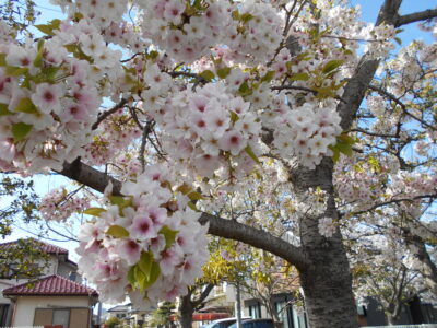 お花見🌸