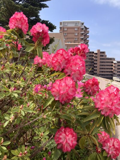 🌸ヴィラ清和の空中庭園が華やかになりました🌸