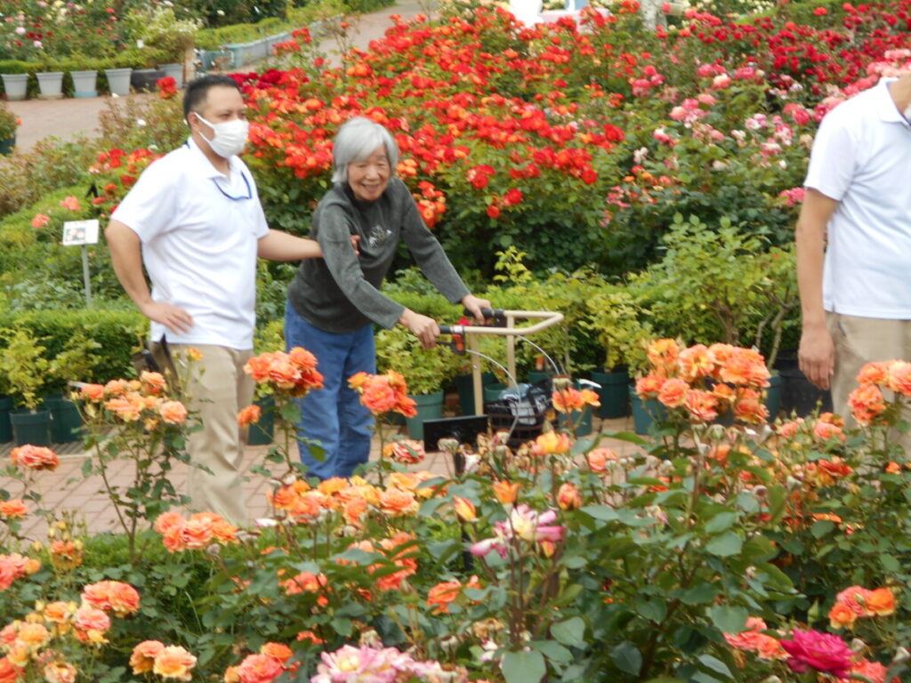 花の観賞🌹～谷津バラ園～