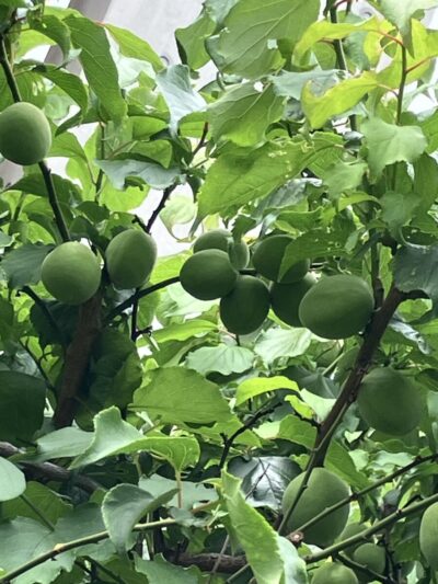 🌱初夏の実り🌱