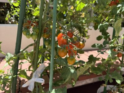 ミニトマトを育てています🍅