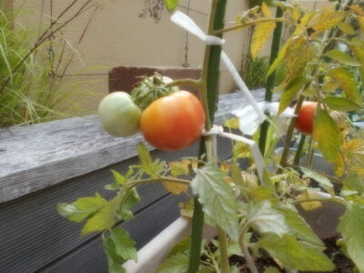 大成功の家庭菜園🍅