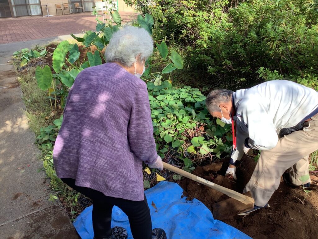 さつまいもと里芋採れました～！！