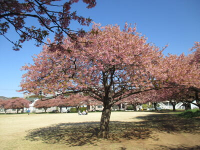 河津桜見物に行ってきました！！