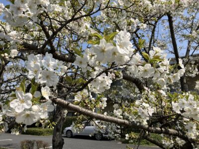 🌸春うらら🌸