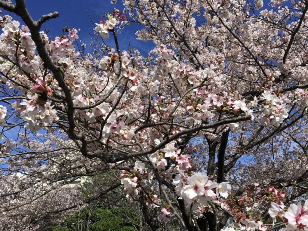 🌸お花見週間　2.3階フロア🌸