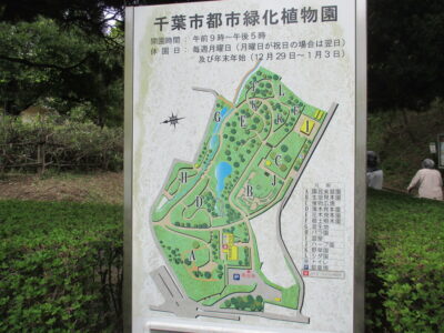 🌸千葉都市緑化植物園に行ってきました🌷