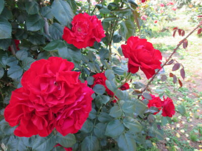🌹千葉都市緑化植物園に行ってきました🌹Ⅱ　バラVr